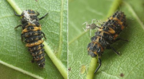 Réf. 291 249 : Ceratomegilla undecimnotata